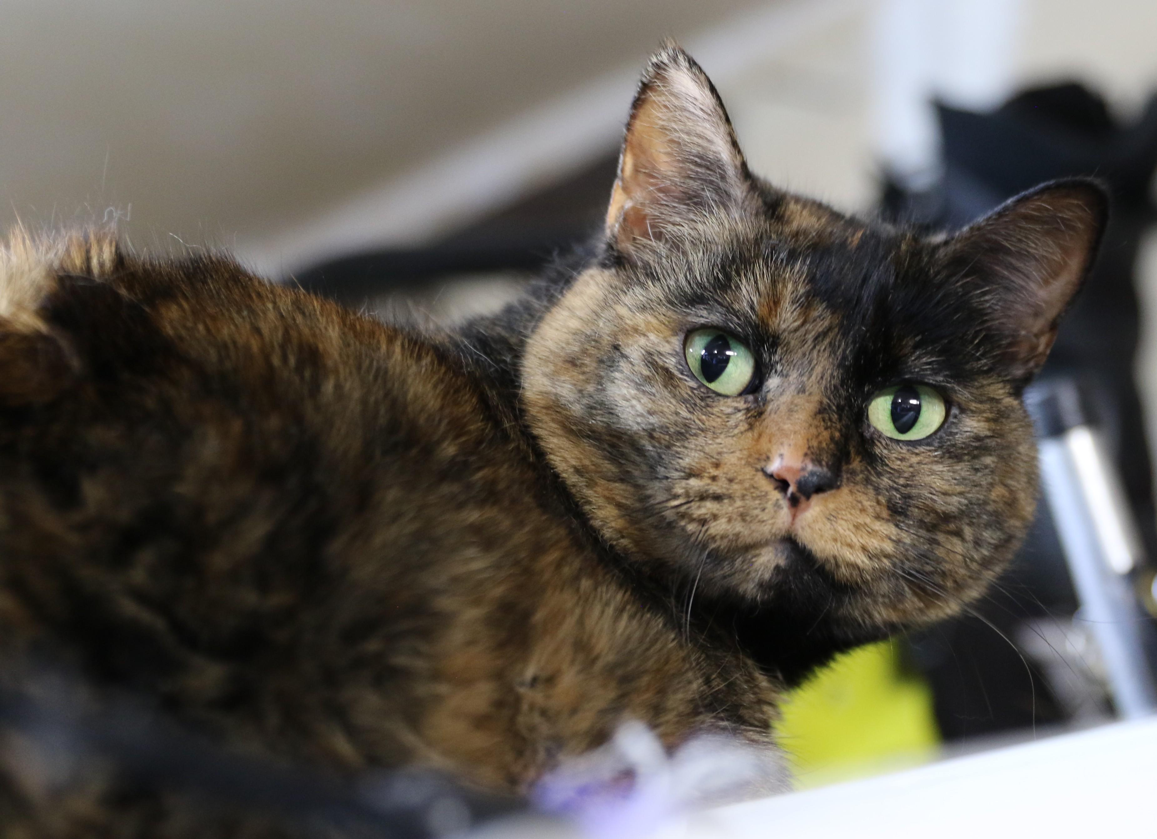 Binx, an adoptable Tortoiseshell, Domestic Short Hair in Cut Bank, MT, 59427 | Photo Image 2