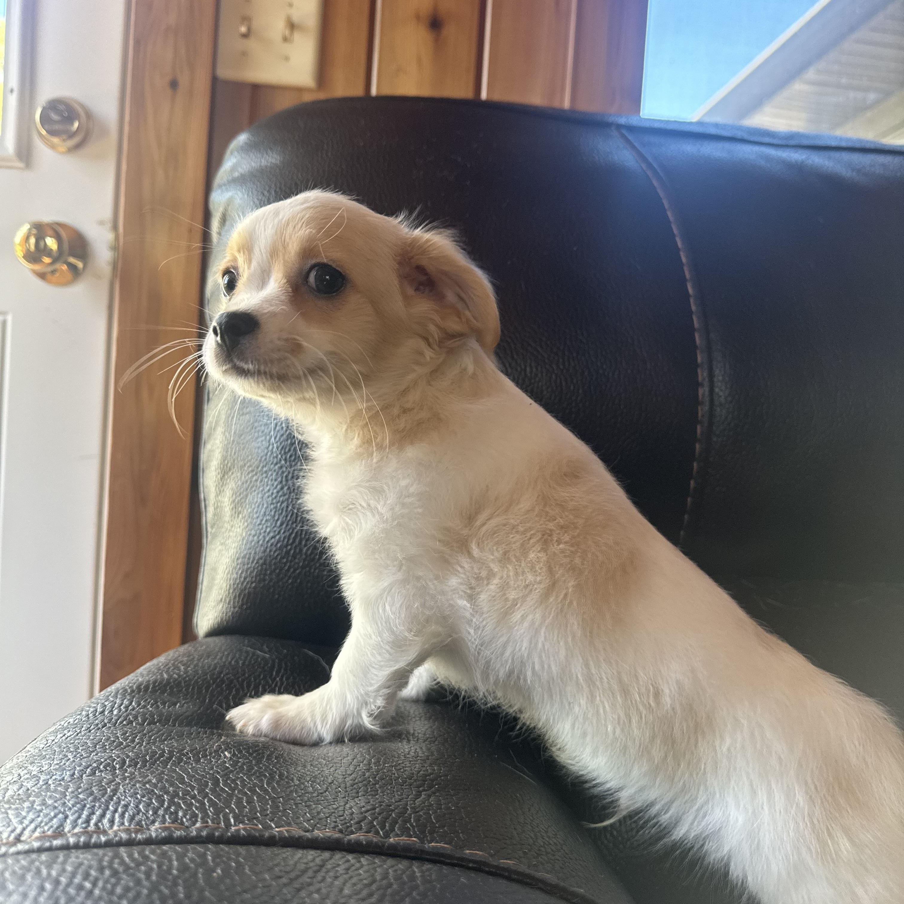 Enlarge Logan, a Adoptable mixed breed in Glenwood City, WI image 3/3
