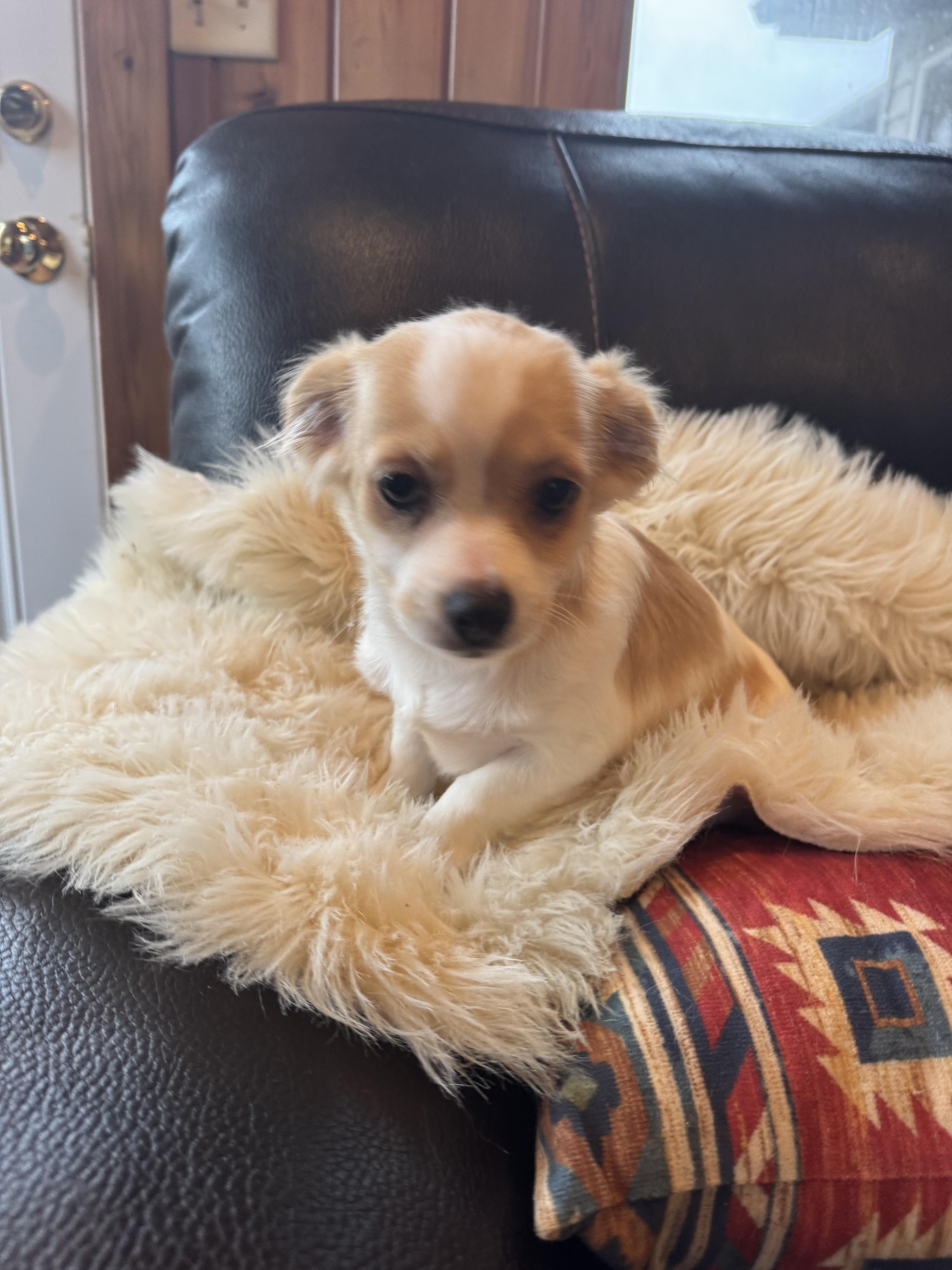 Logan, Adoptable, Puppy Male Pekingese & Chihuahua.