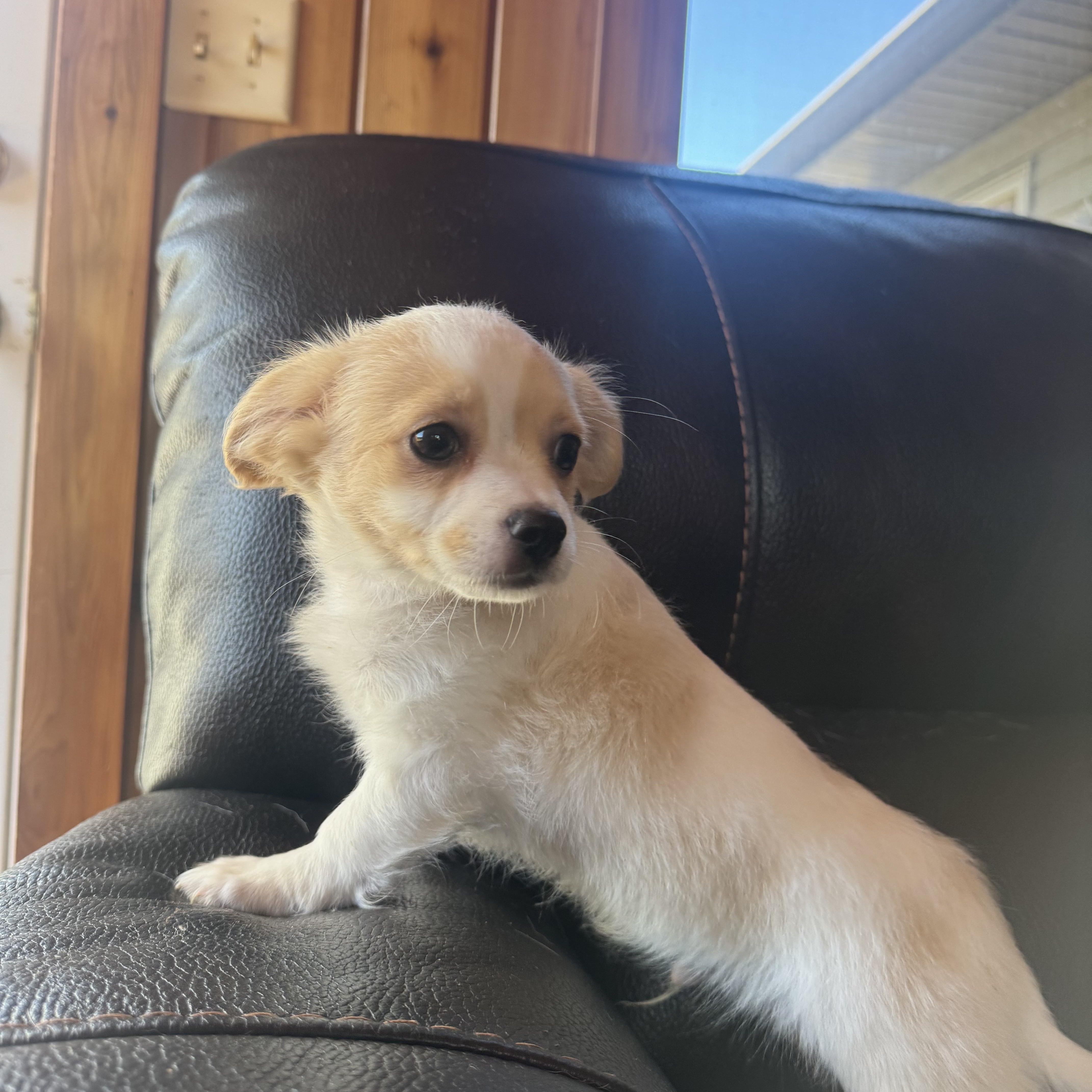 Enlarge Logan, a Adoptable mixed breed in Glenwood City, WI image 2/3