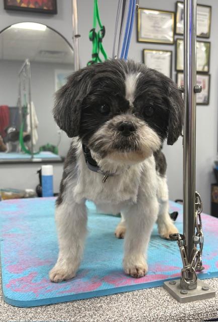 Pebbles, adopted, Senior Female Shih Tzu.