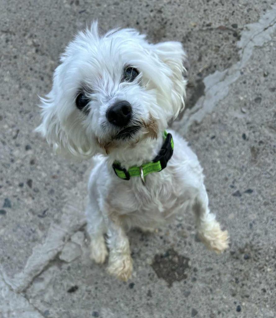 Gertie, Adoptable, Adult Female Maltese & Poodle.
