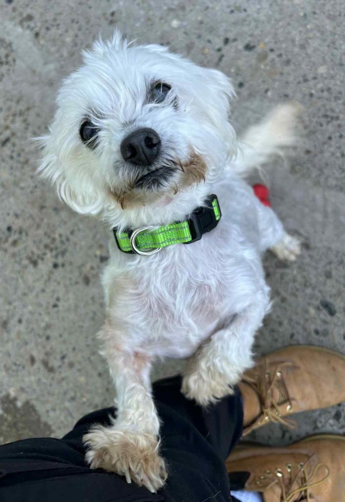 Gertie, a Adoptable mixed breed in Warren, MI image 2/6