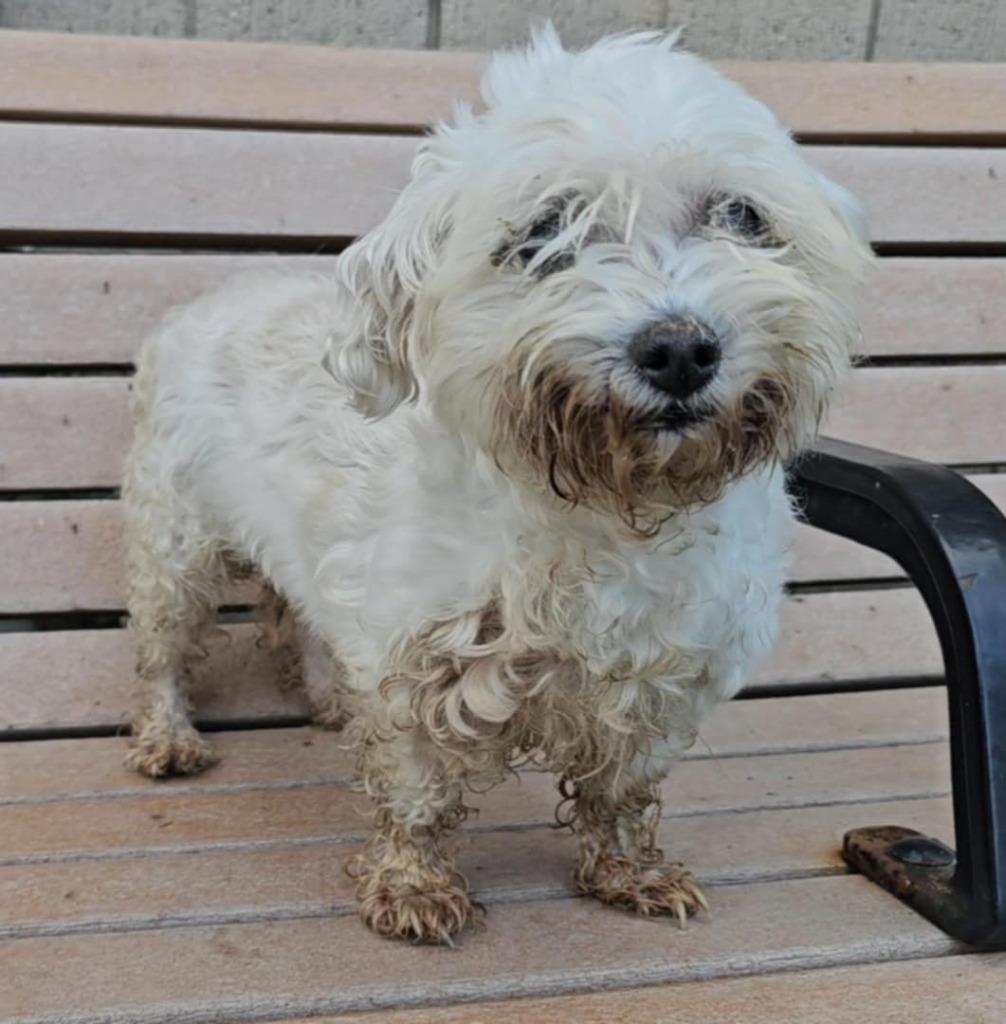 Enlarge Gertie, a Adopted mixed breed in Warren, MI image 4/6