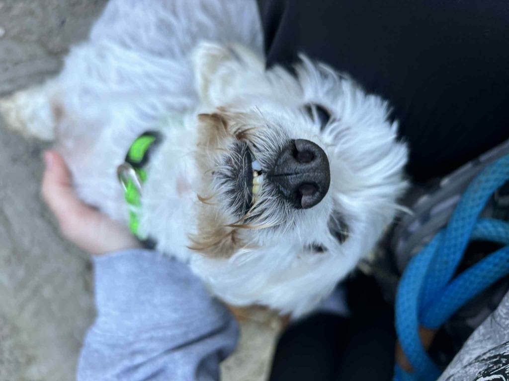 Gertie, a Adoptable mixed breed in Warren, MI image 6/6