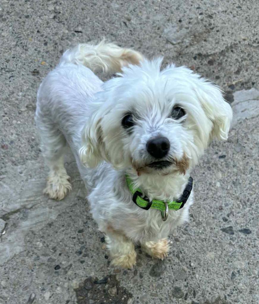 Enlarge Gertie, a Adopted mixed breed in Warren, MI image 5/6