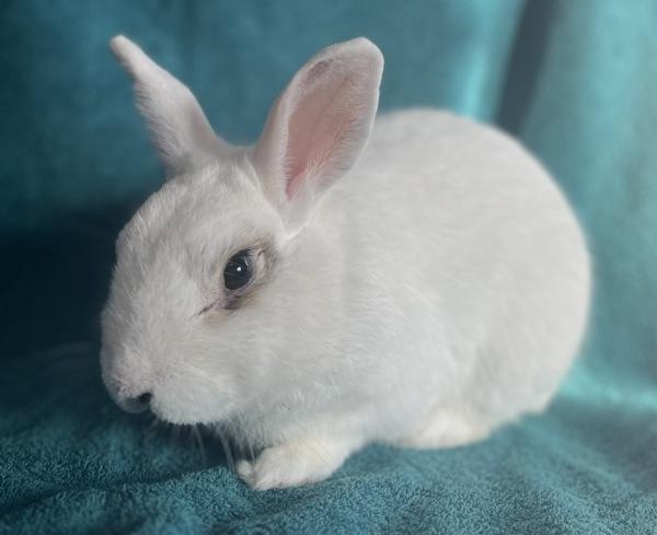 Enlarge Jack, a Adoptable mixed breed in Monterey, CA image 2/5