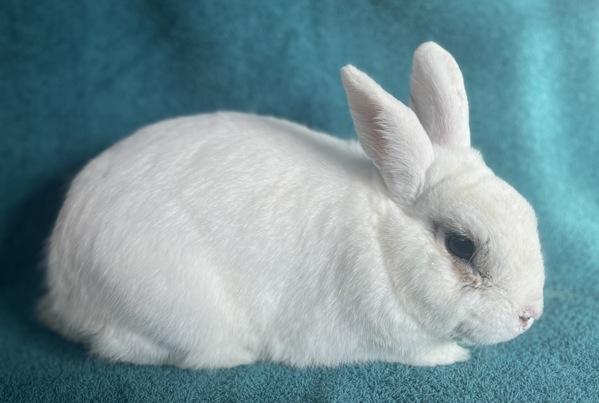 Enlarge Jack, a Adoptable mixed breed in Monterey, CA image 3/5