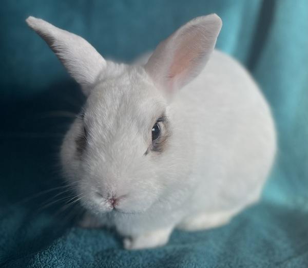 Enlarge Jack, a Adoptable mixed breed in Monterey, CA image 4/5