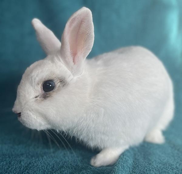 Enlarge Jack, a Adoptable mixed breed in Monterey, CA image 5/5