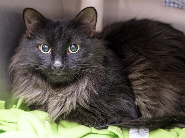 LICORICE, Adoptable, Young Male Domestic Short Hair.