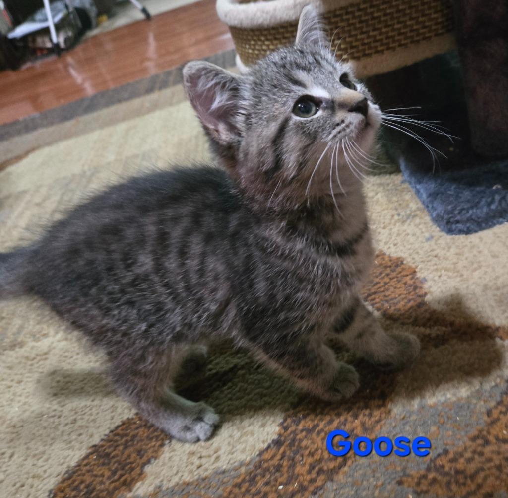 Enlarge Goose, a Adoptable mixed breed in Brainardsville, NY image 1/3