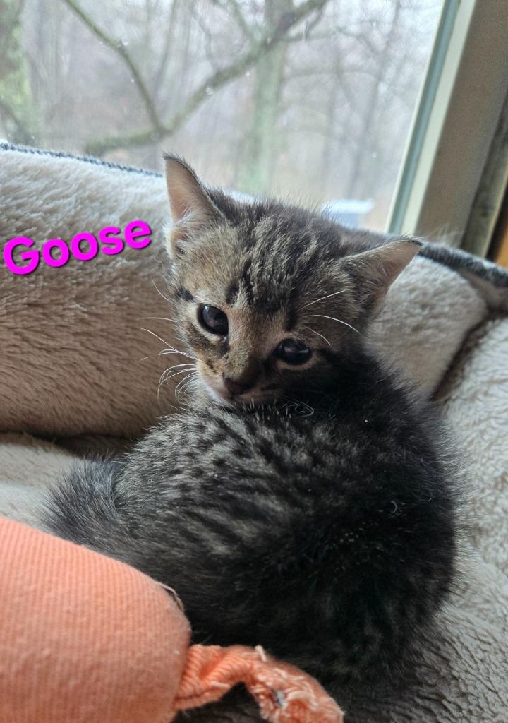 Enlarge Goose, a Adoptable mixed breed in Brainardsville, NY image 3/3