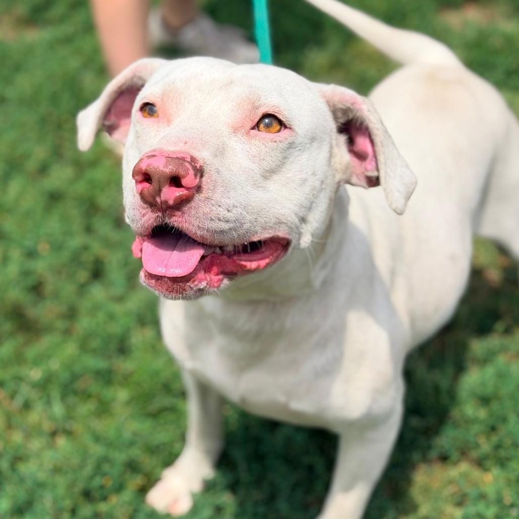 Fonzie, Adoptable, Young Male Mixed Breed.