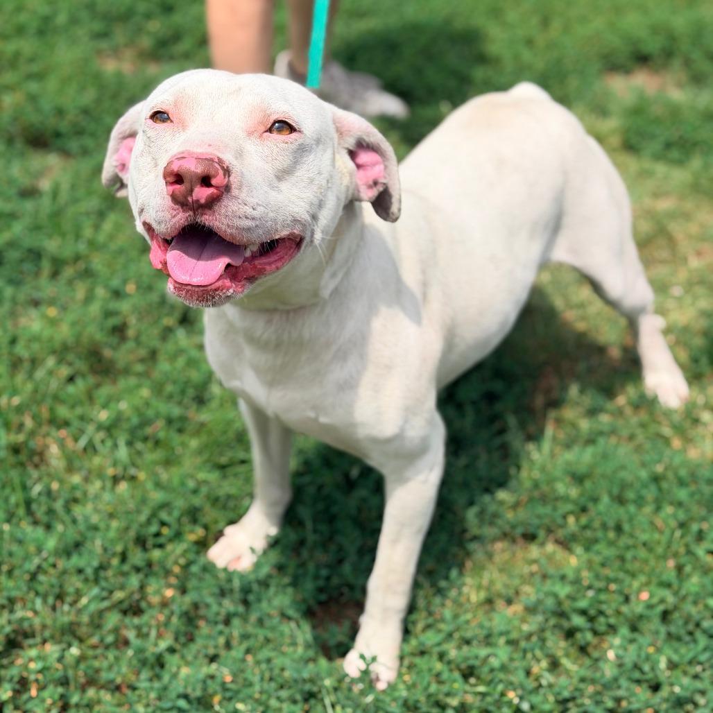 Enlarge Fonzie, a Adoptable Mixed Breed in Huntington, WV image 3/6