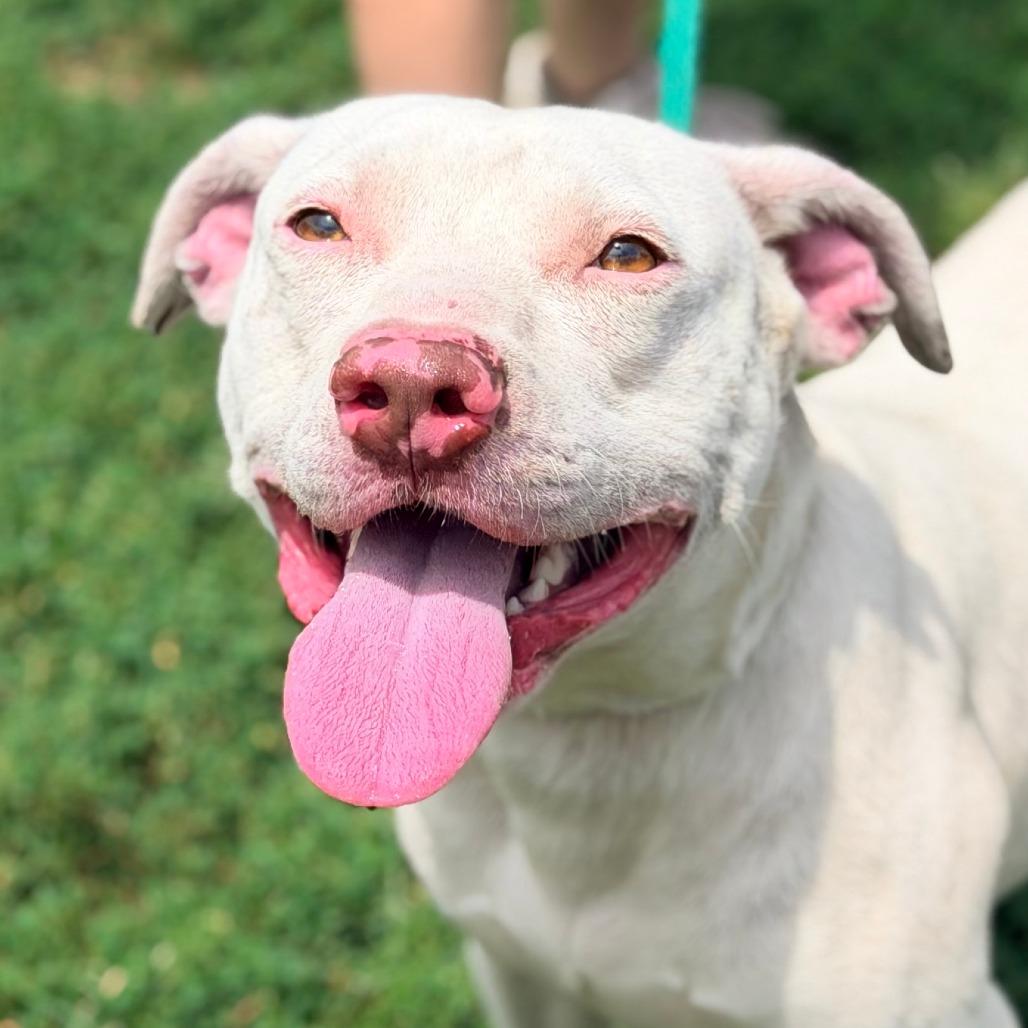 Enlarge Fonzie, a Adoptable Mixed Breed in Huntington, WV image 4/6