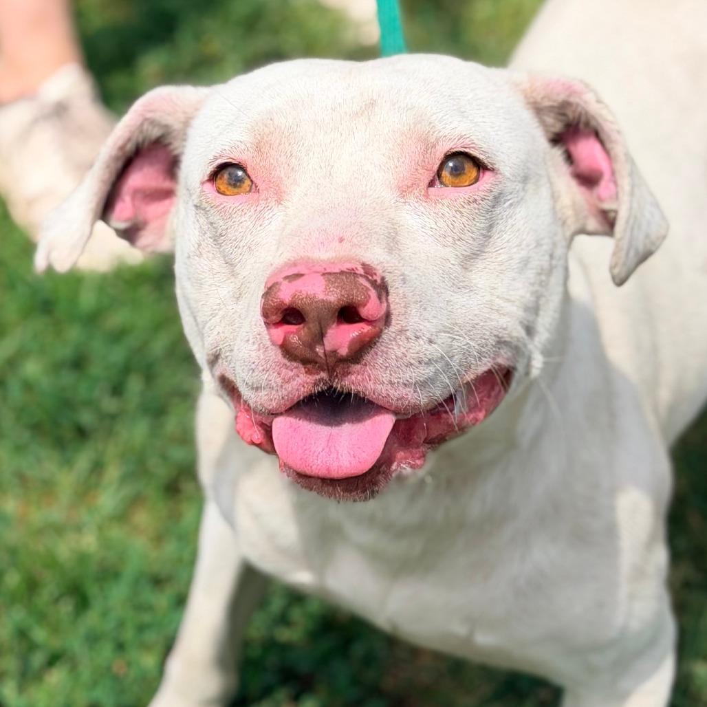 Enlarge Fonzie, a Adoptable Mixed Breed in Huntington, WV image 5/6