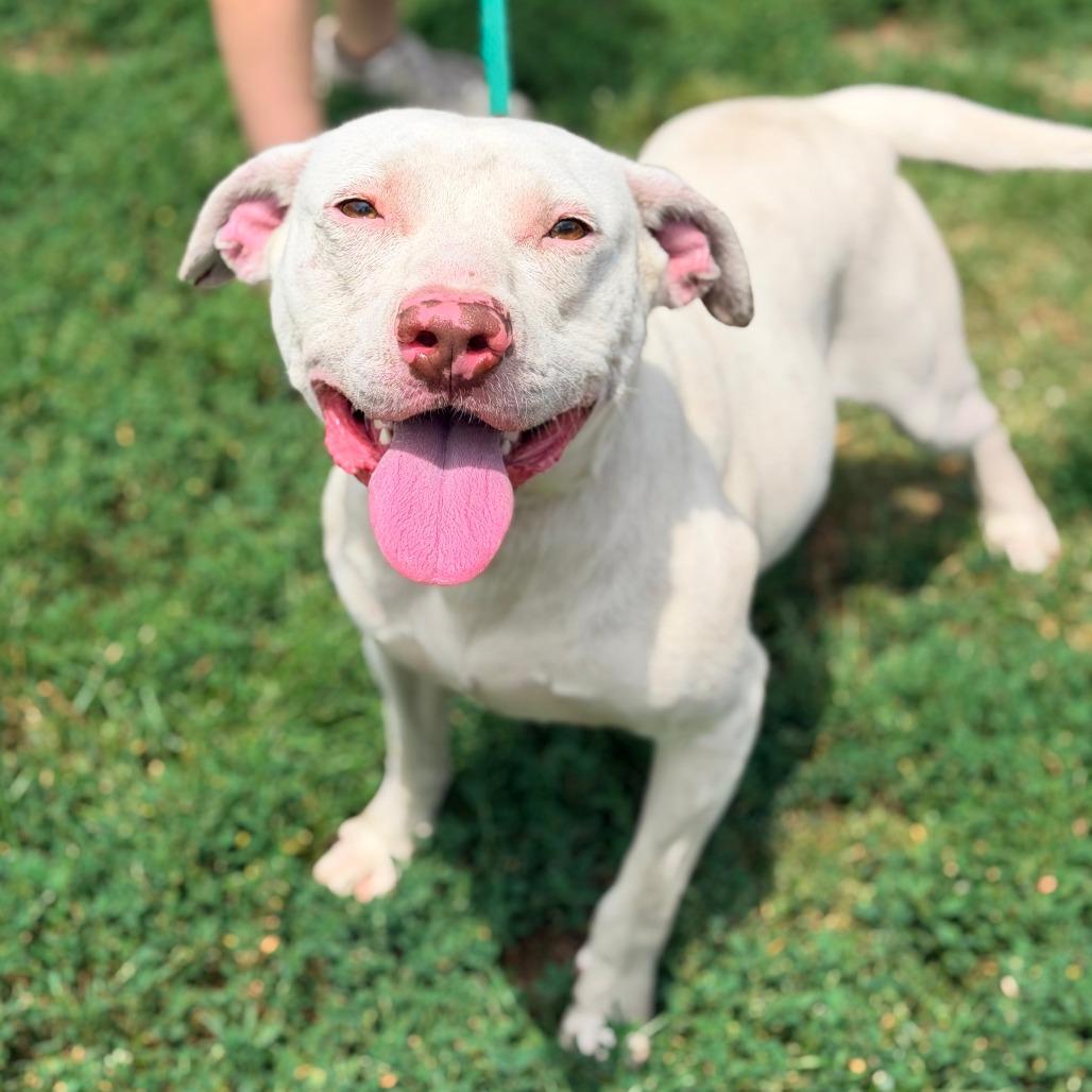 Enlarge Fonzie, a Adoptable Mixed Breed in Huntington, WV image 6/6