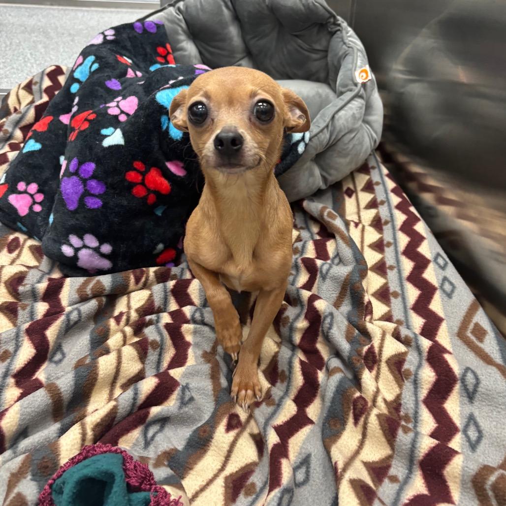 Enlarge Jojo, a Adoptable Chihuahua in Grand Rapids, MI image 1/1