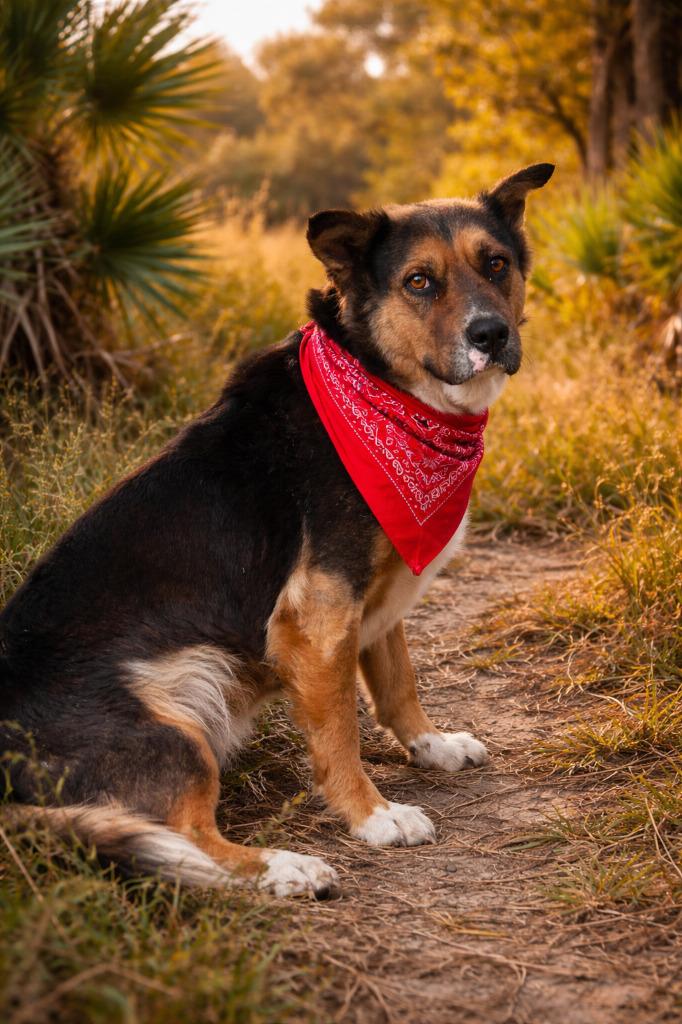 Enlarge C. C. Bear, a Adoptable mixed breed in Wauchula, FL image 1/1