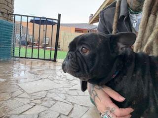 Enlarge Dutch, a Adopted French Bulldog in Mesa, AZ image 1/6
