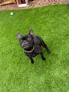 Enlarge Dutch, a Adopted French Bulldog in Mesa, AZ image 2/6