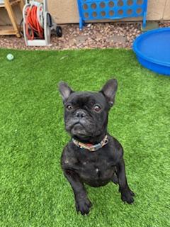 Enlarge Dutch, a Adopted French Bulldog in Mesa, AZ image 3/6