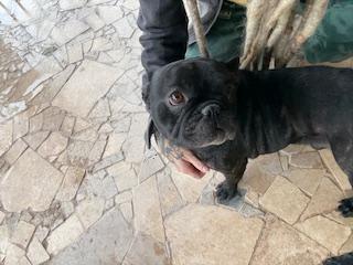 Enlarge Dutch, a Adopted French Bulldog in Mesa, AZ image 4/6