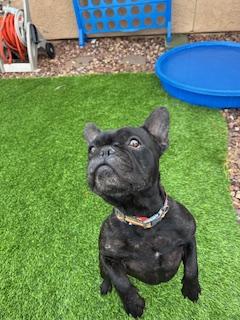 Enlarge Dutch, a Adopted French Bulldog in Mesa, AZ image 6/6
