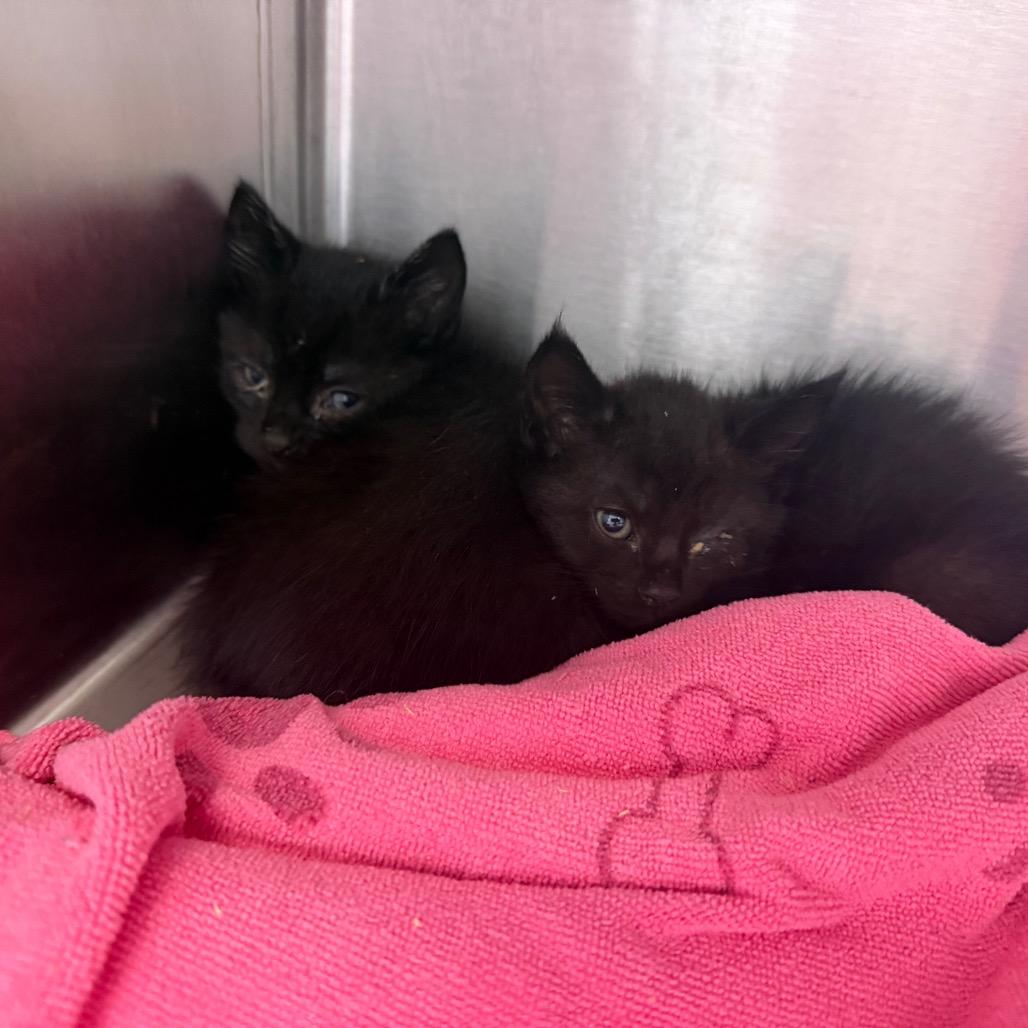 Baloo, Adoptable, Kitten Female Domestic Medium Hair & Domestic Medium Hair.