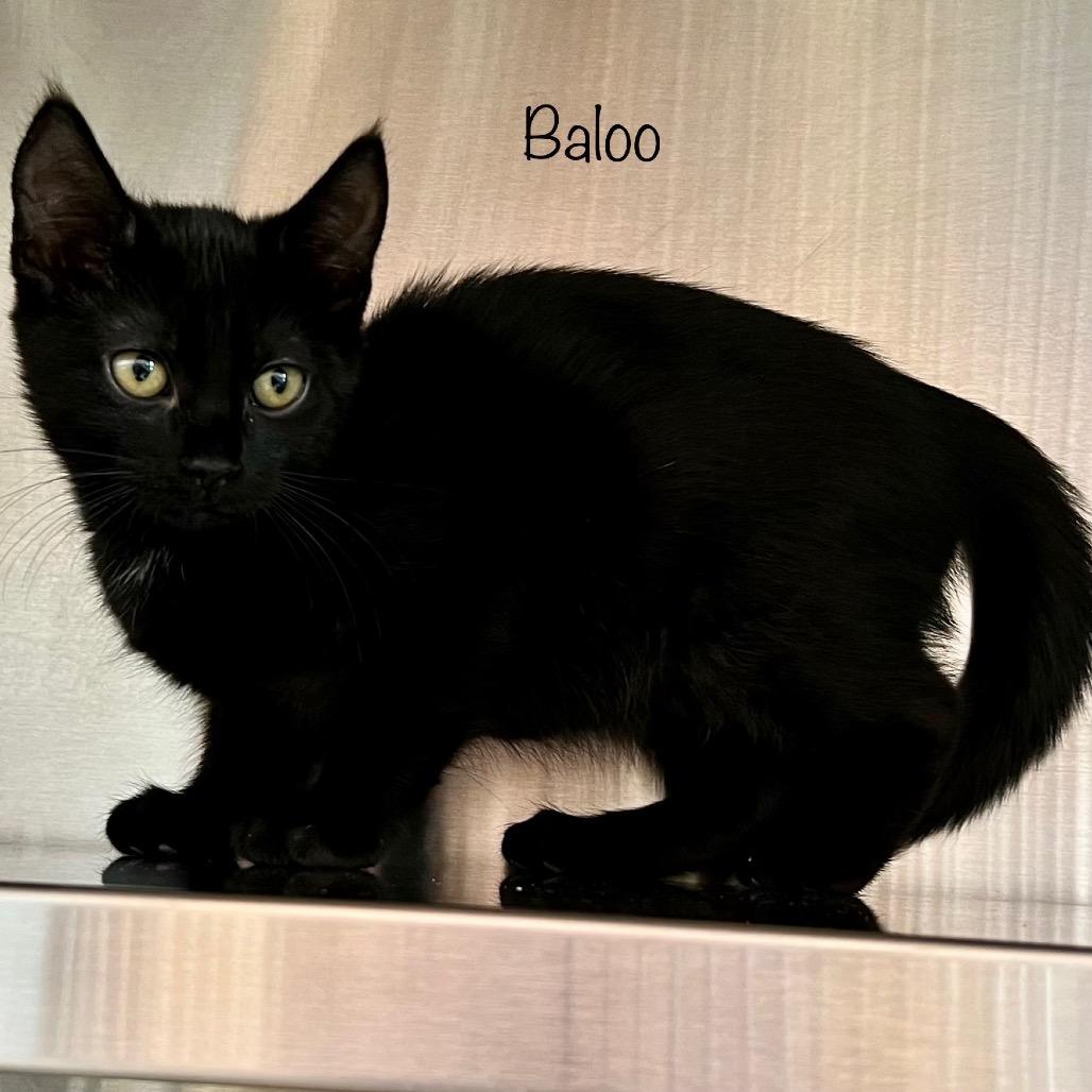 Baloo, a Adoptable mixed breed in Madisonville, TN image 2/4