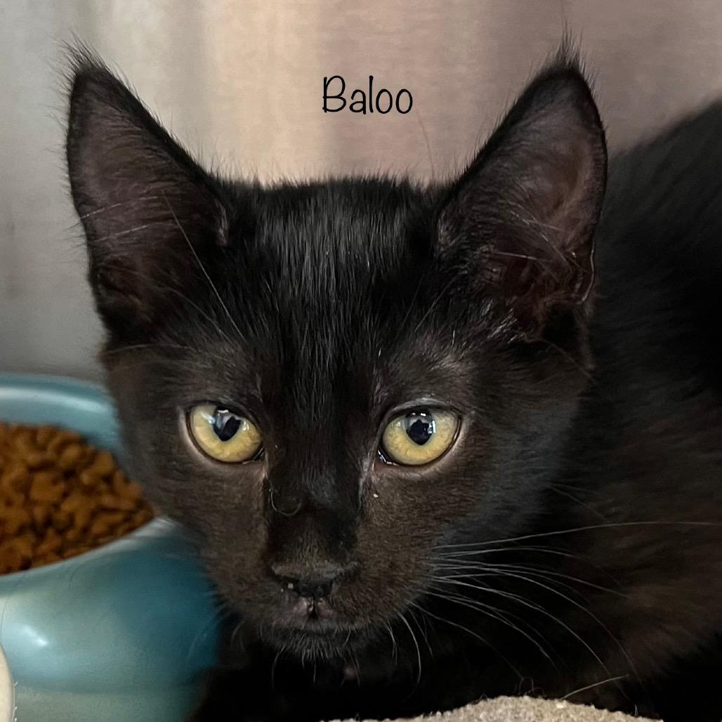 Baloo, a Adoptable mixed breed in Madisonville, TN image 3/4
