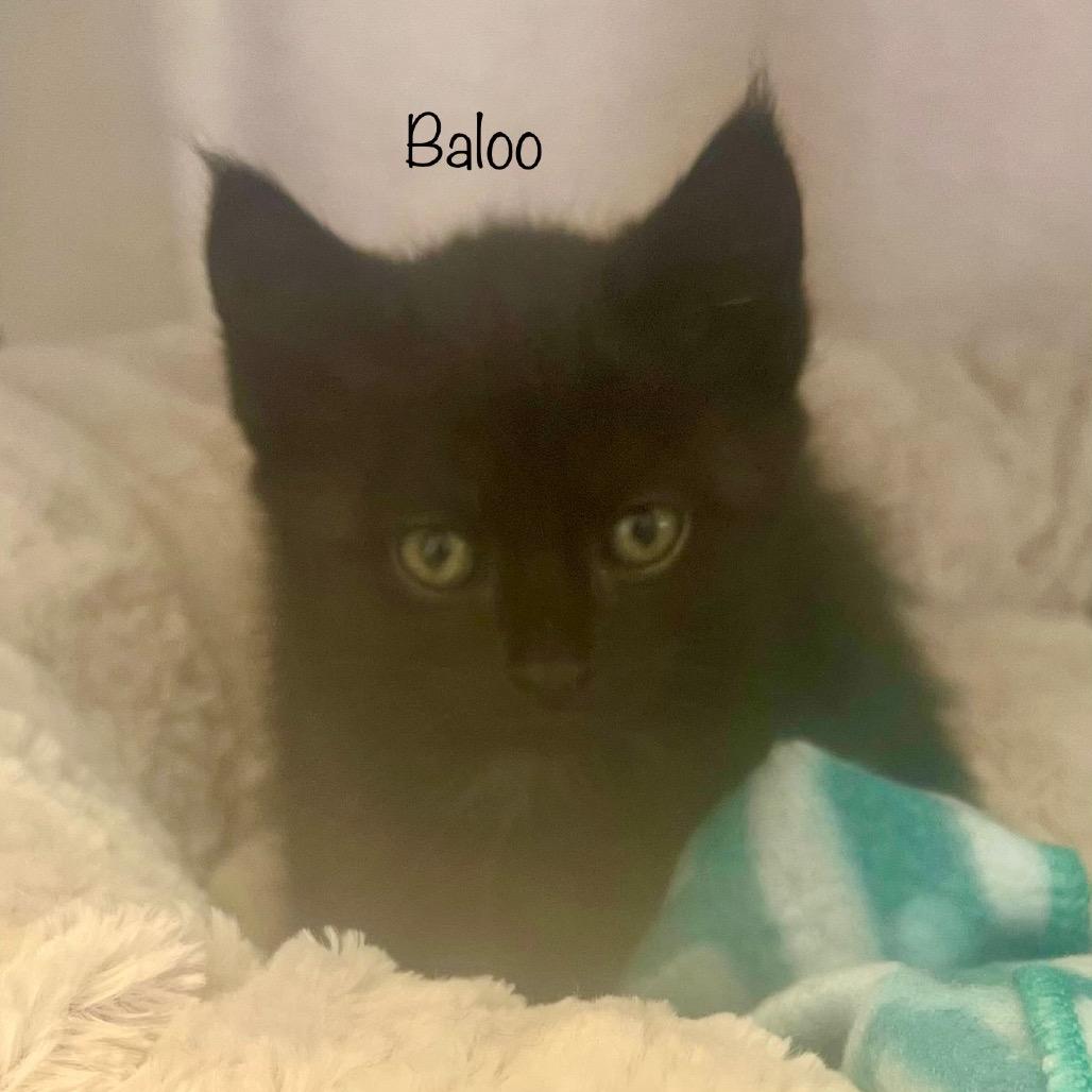 Baloo, a Adoptable mixed breed in Madisonville, TN image 4/4