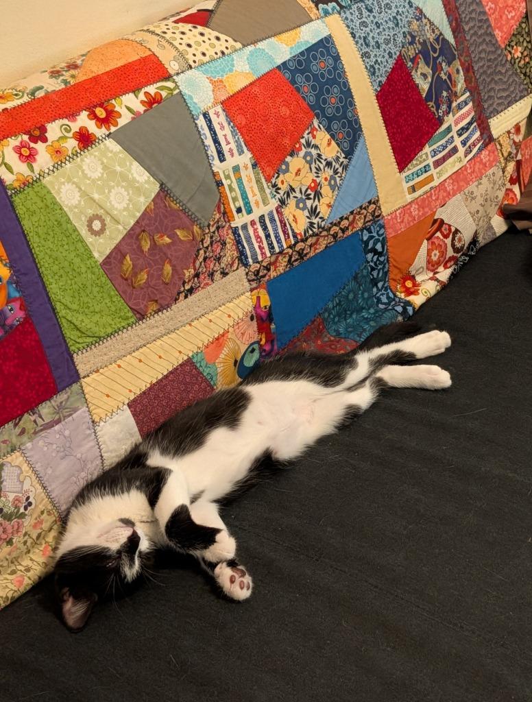 Marlowe26, Adoptable, Kitten Male Domestic Short Hair.