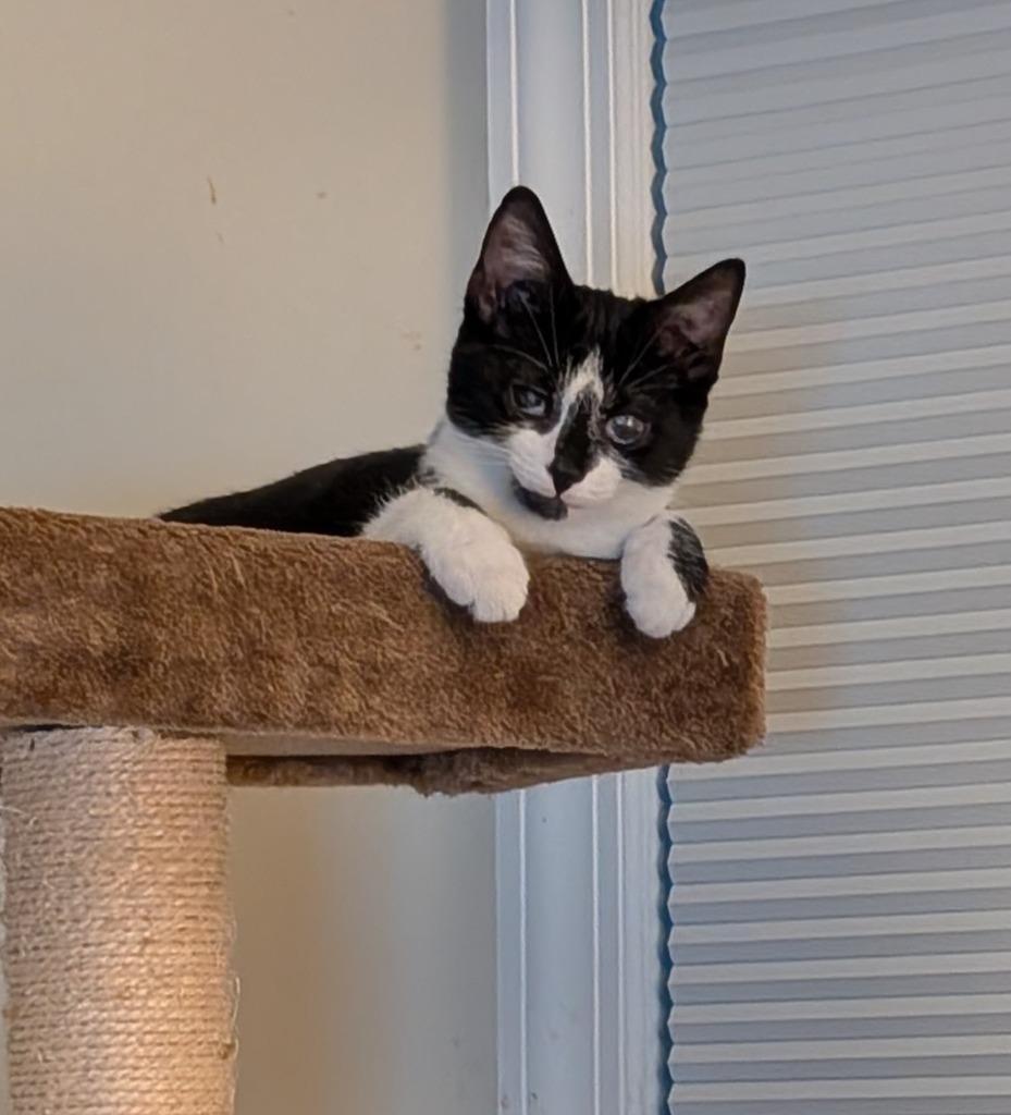 Enlarge Marlowe26, a Adoptable mixed breed in Youngsville, NC image 4/4
