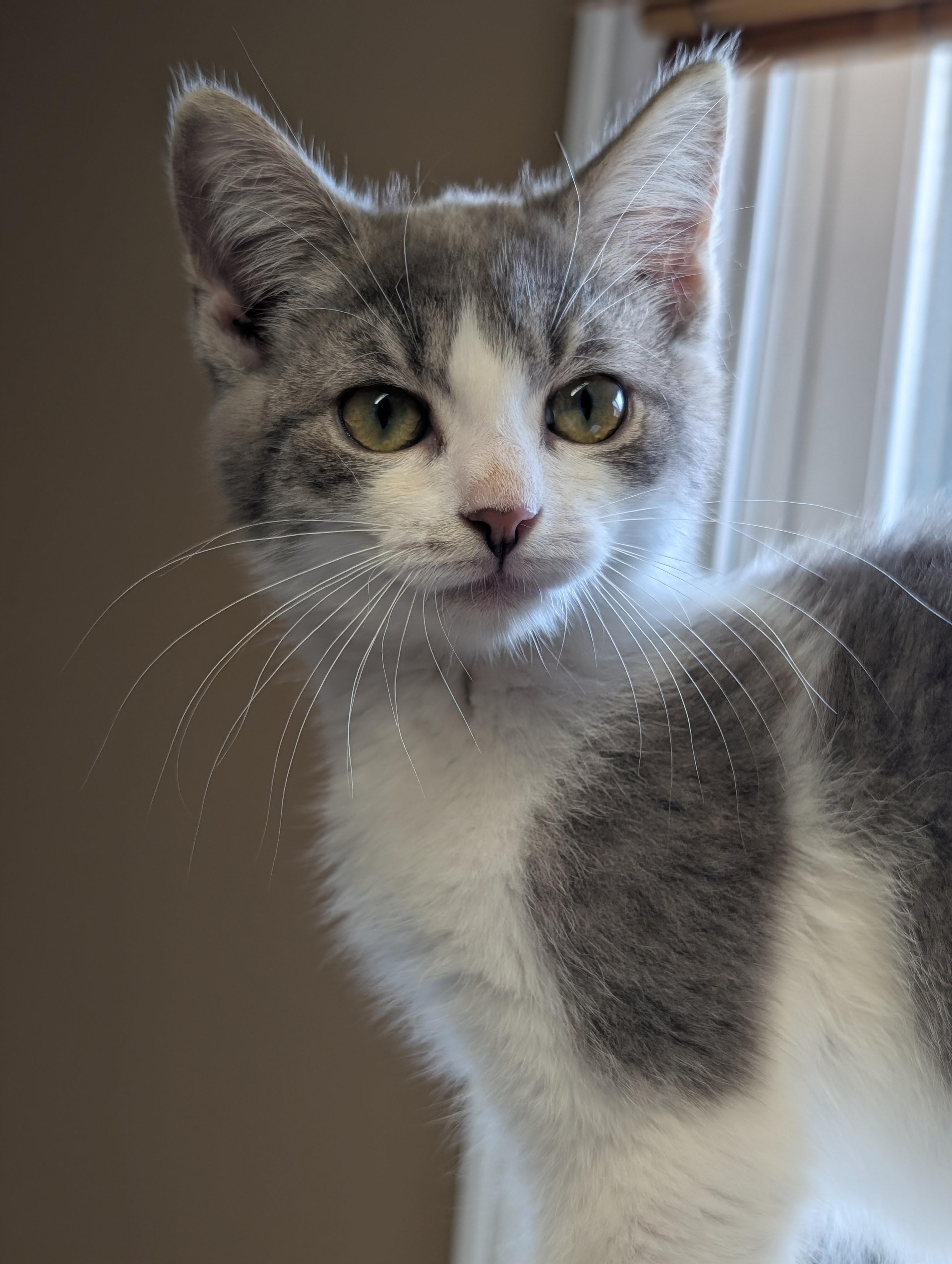 Enlarge Tweedle-dum, a Adoptable Domestic Medium Hair in Brockport, NY image 3/3