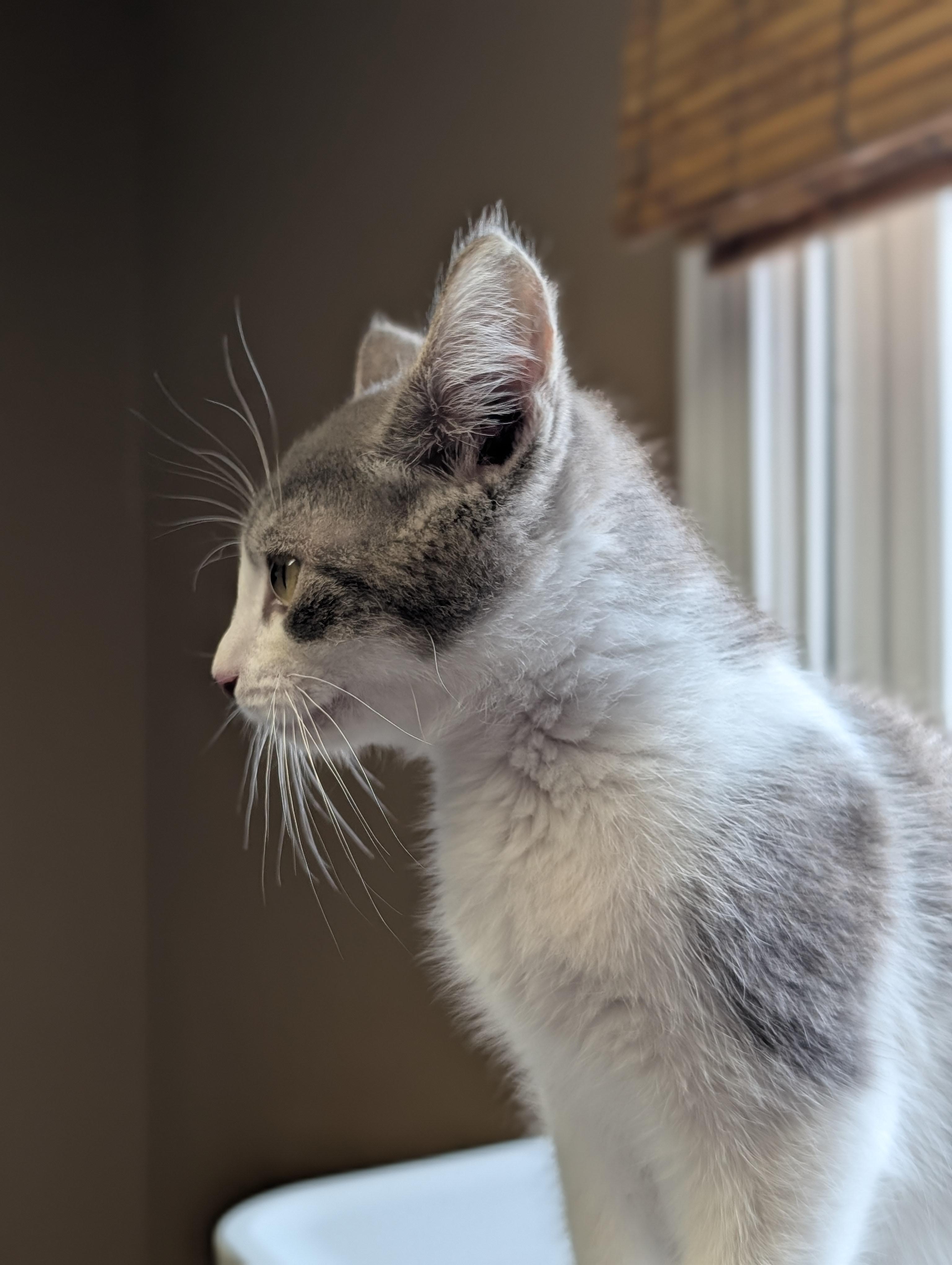 Enlarge Tweedle-dum, a Adoptable Domestic Medium Hair in Brockport, NY image 2/3