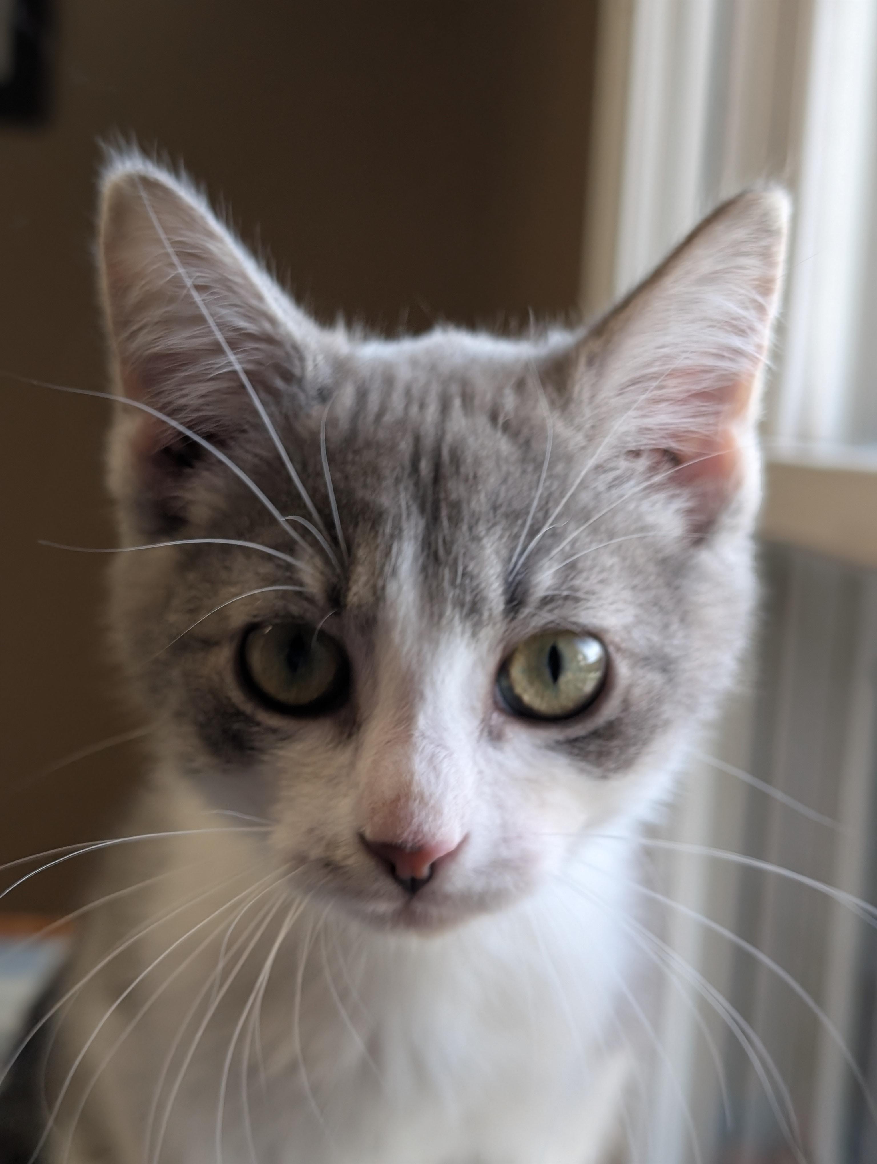 Enlarge Tweedle-dum, a Adoptable Domestic Medium Hair in Brockport, NY image 1/3