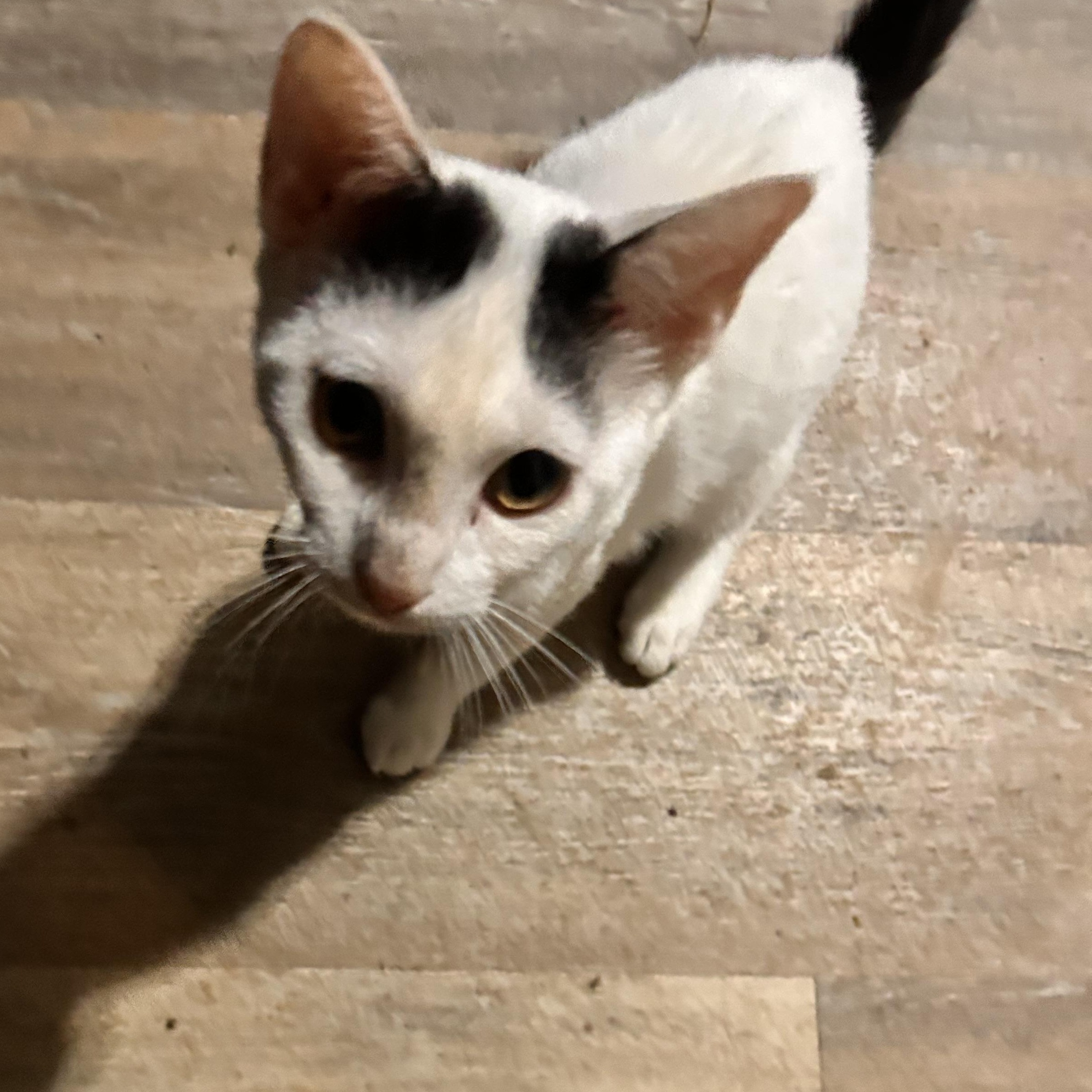 Jazzy, Adoptable, Young Female Domestic Short Hair.
