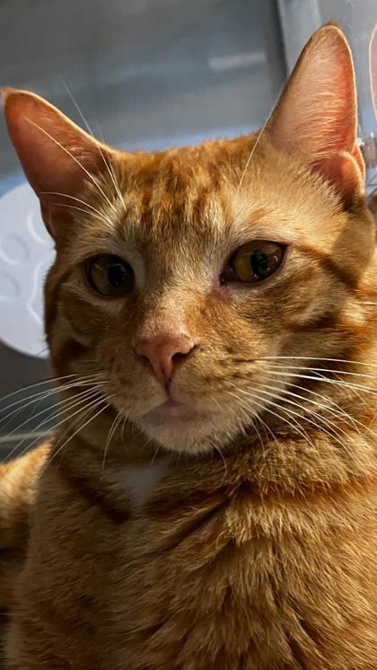 Harold, Adoptable, Adult Male Domestic Short Hair & Domestic Short Hair.