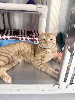 Enlarge Harold, a Adoptable mixed breed in Venice, FL image 2/2