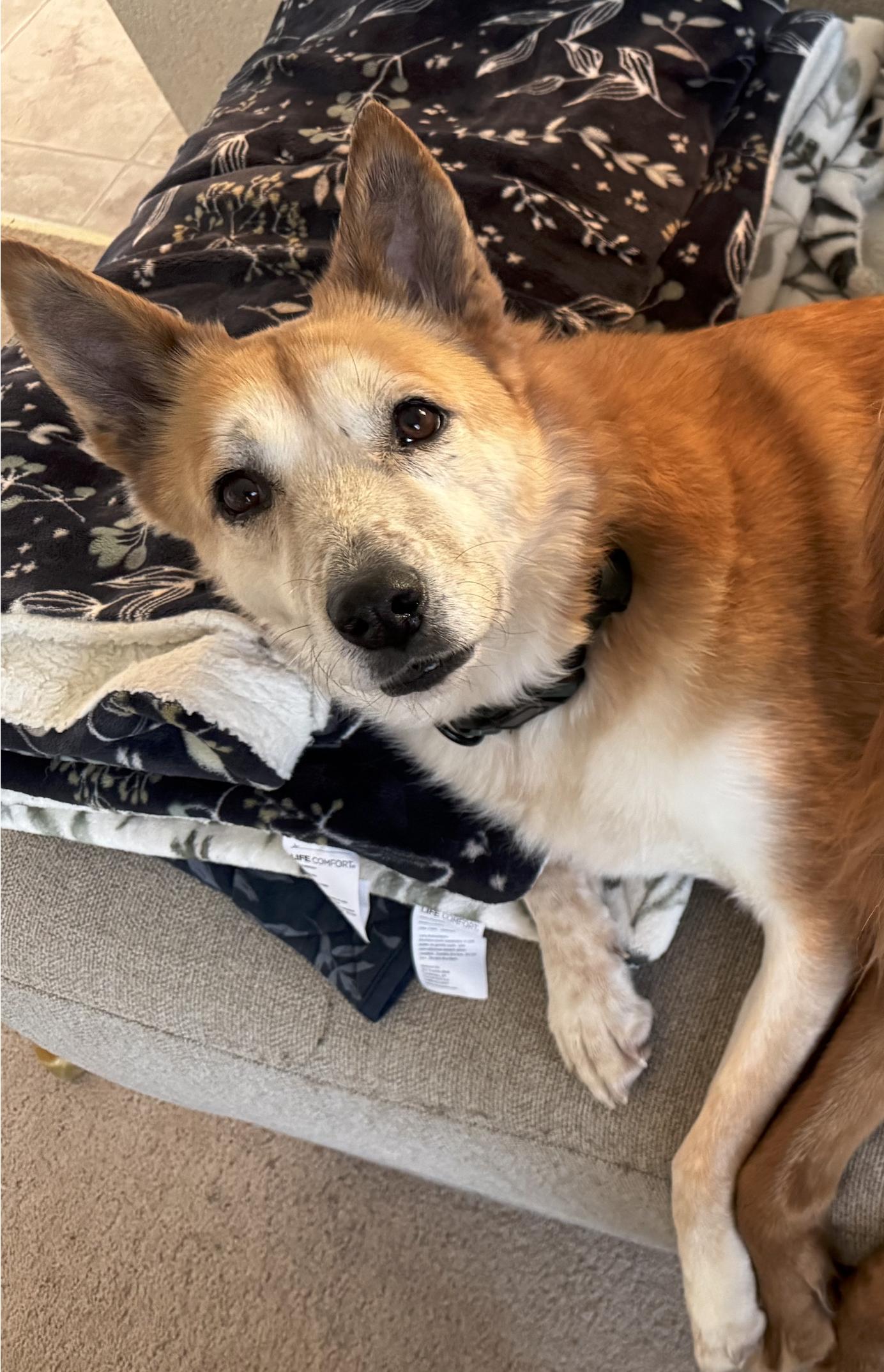 Scarlett, adopted, Adult Female Shepherd & Labrador Retriever.