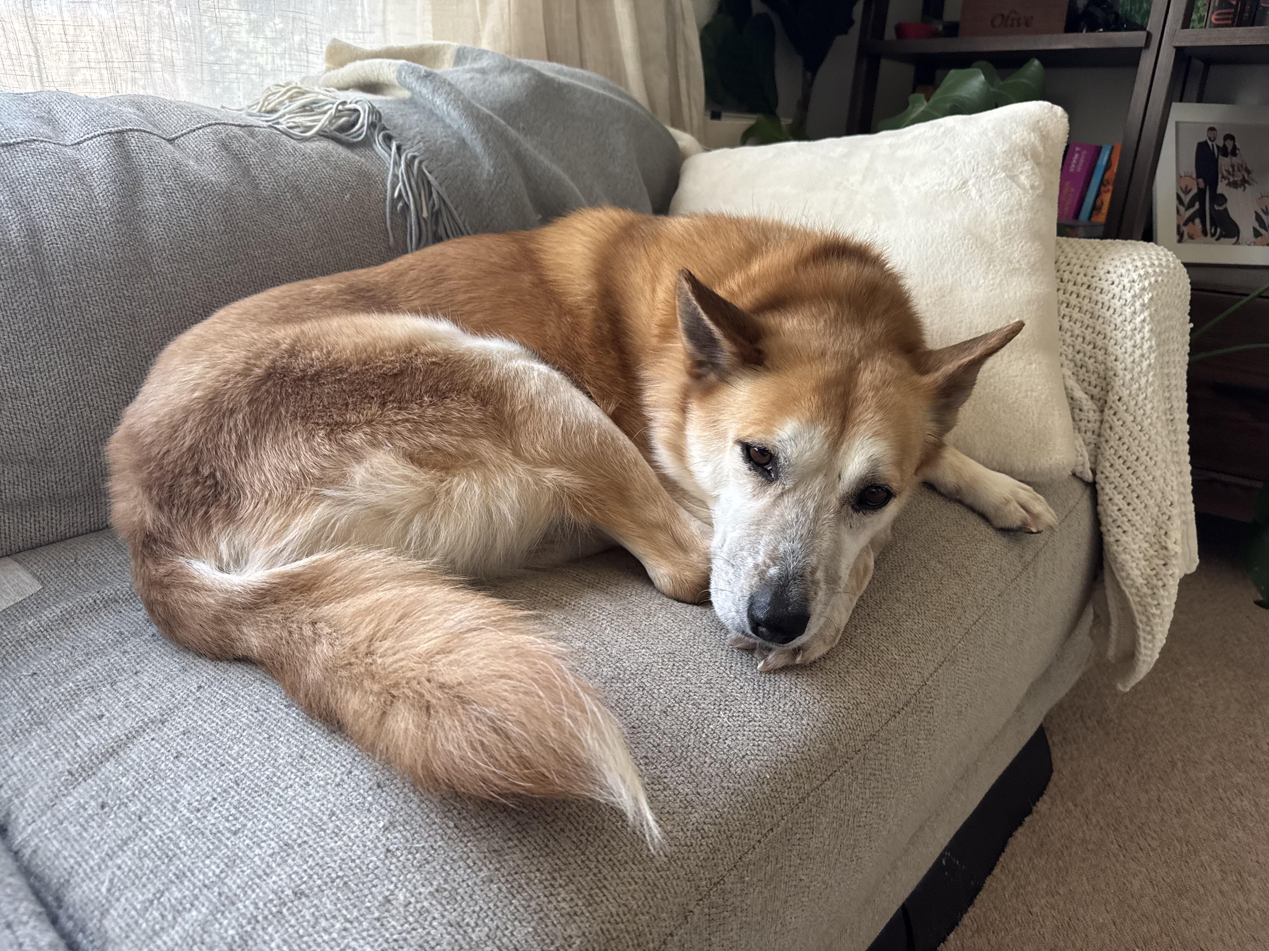 Enlarge Scarlett, an adopted mixed breed in Commerce City, CO image 3/5