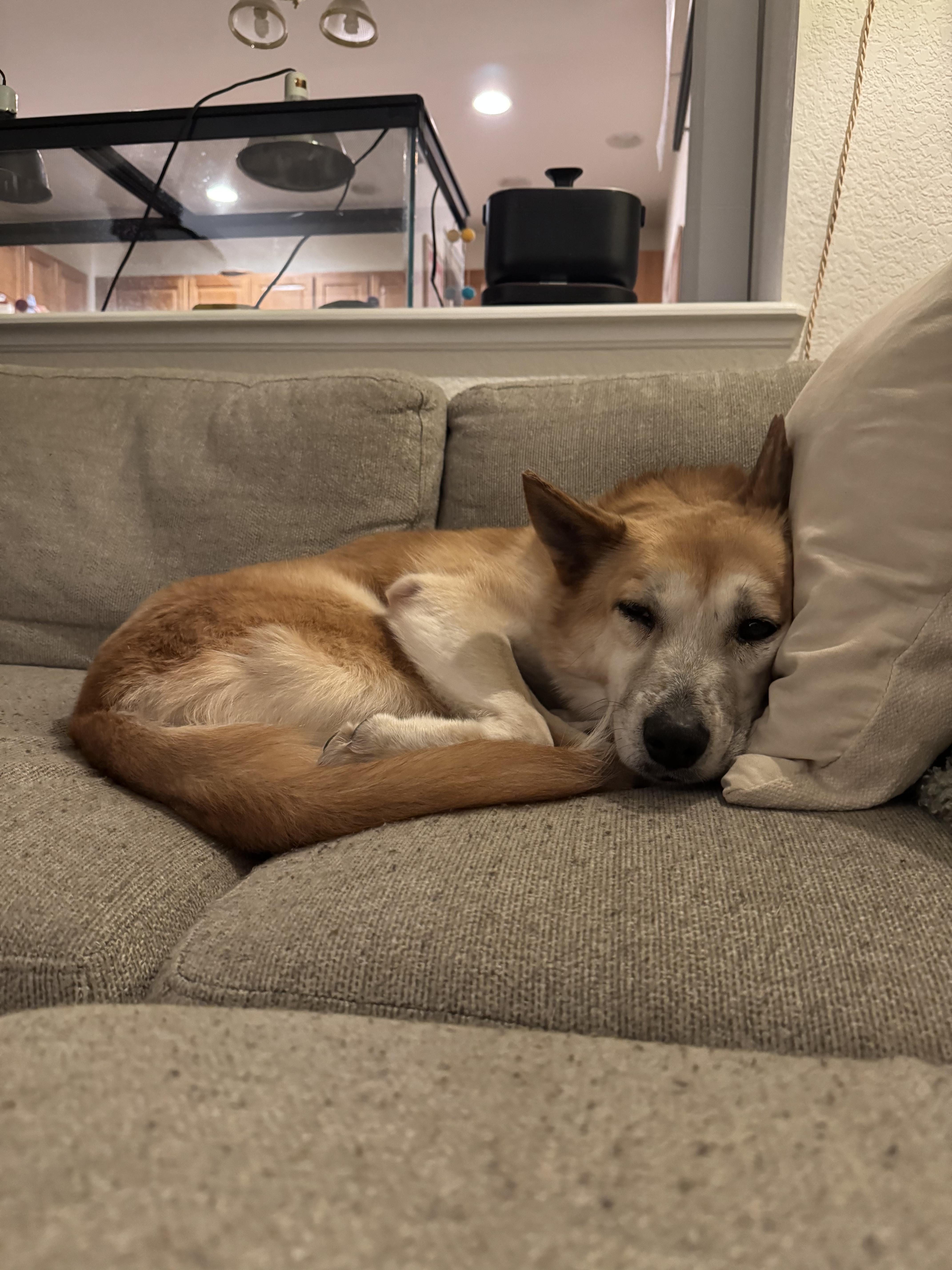 Enlarge Scarlett, an adopted mixed breed in Commerce City, CO image 5/5