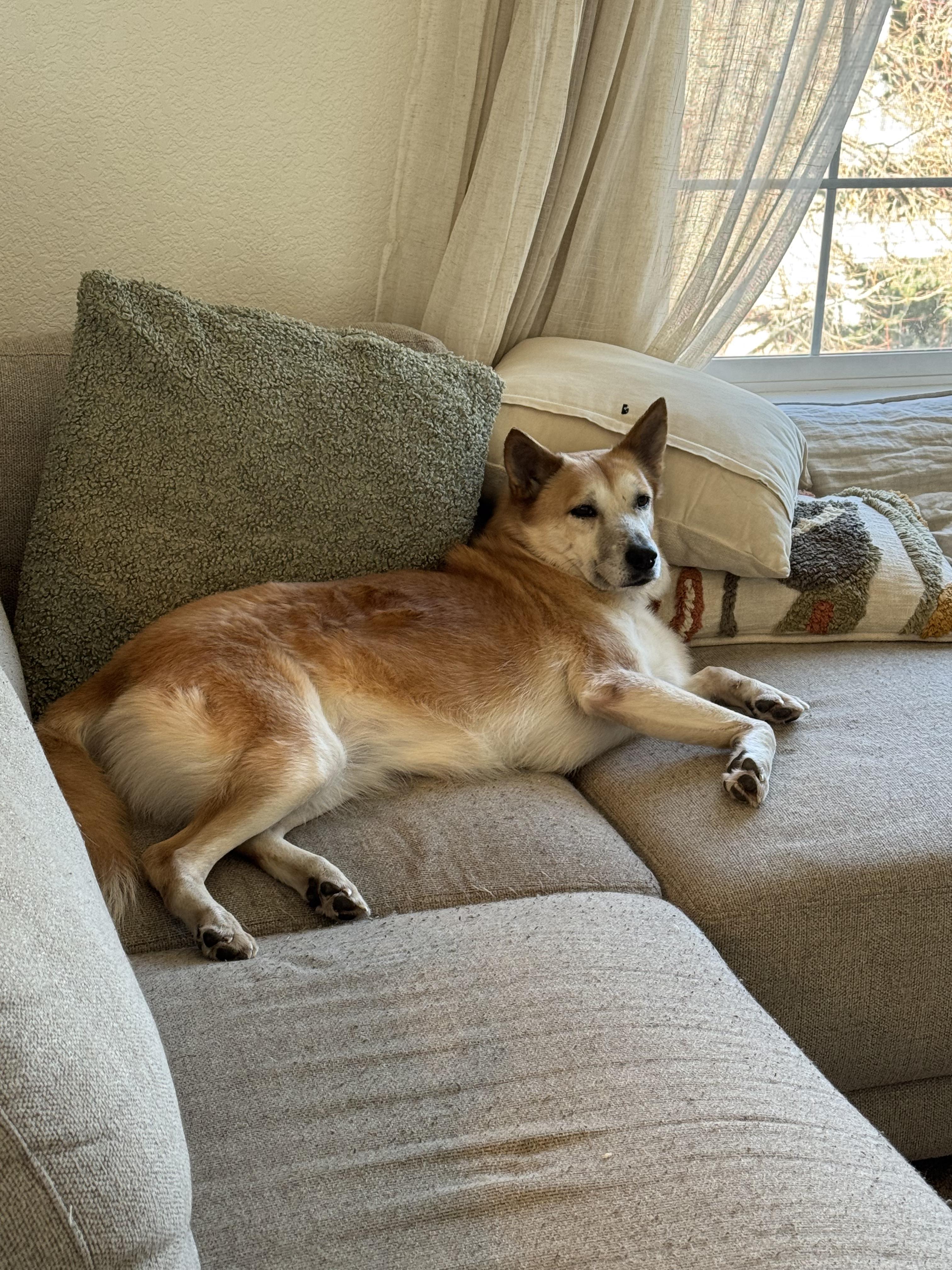 Enlarge Scarlett, an adopted mixed breed in Commerce City, CO image 2/5