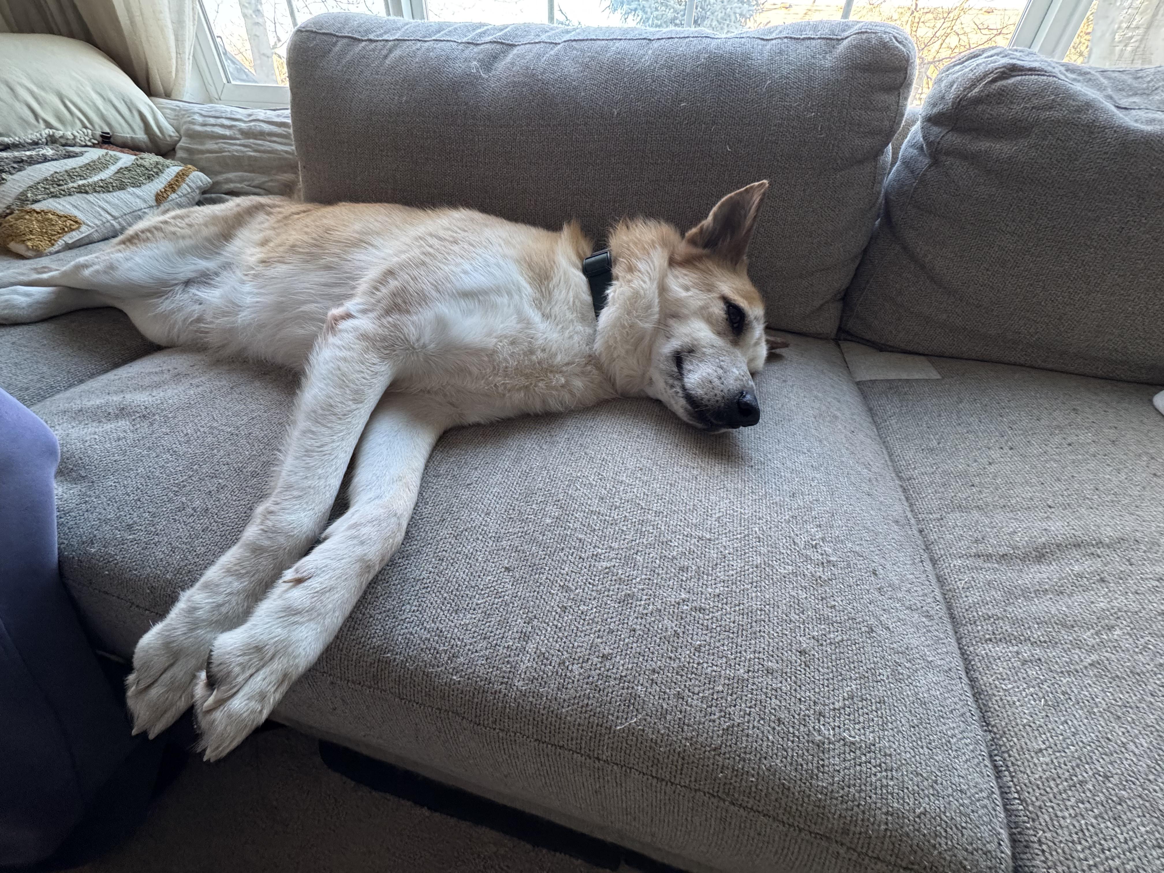 Enlarge Scarlett, an adopted mixed breed in Commerce City, CO image 4/5