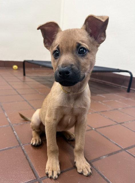 Willow, Adopted, Puppy Female Shepherd.