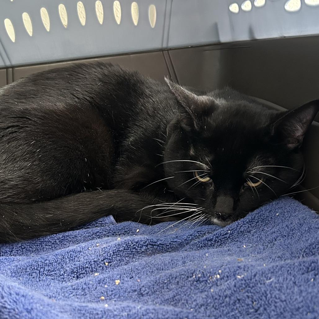 Blake-$50, a Adoptable Domestic Long Hair in Springfield, MA image 1/3