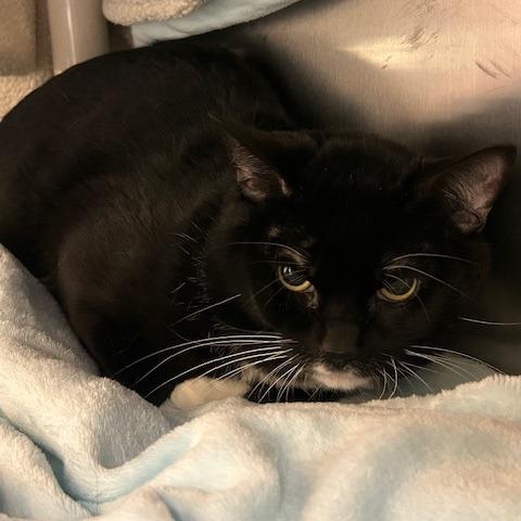 Blake-$50, a Adoptable Domestic Long Hair in Springfield, MA image 2/3