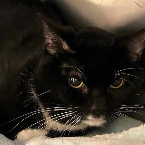 Blake-$50, a Adoptable Domestic Long Hair in Springfield, MA image 3/3